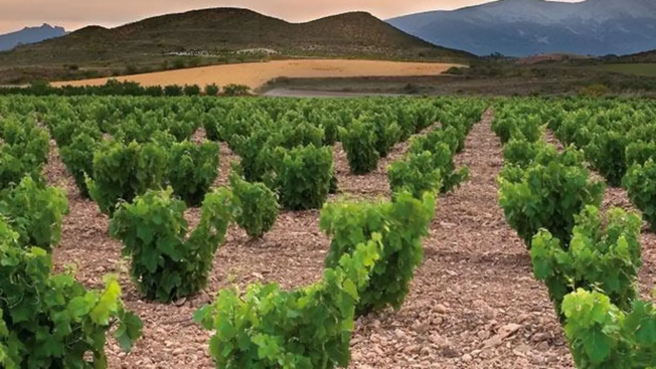 Vinos Campo de Borja