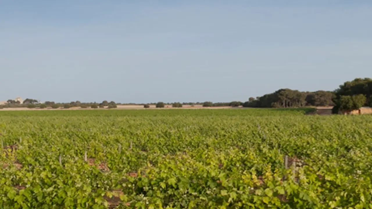 Vinos Pl&agrave; i Llevant