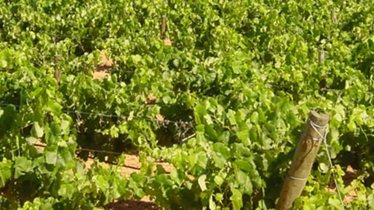 Vinos de Manchuela