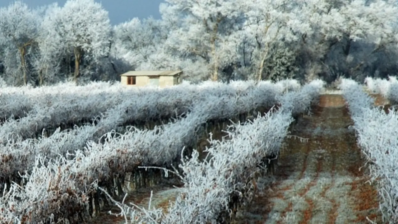 Vino Somontano