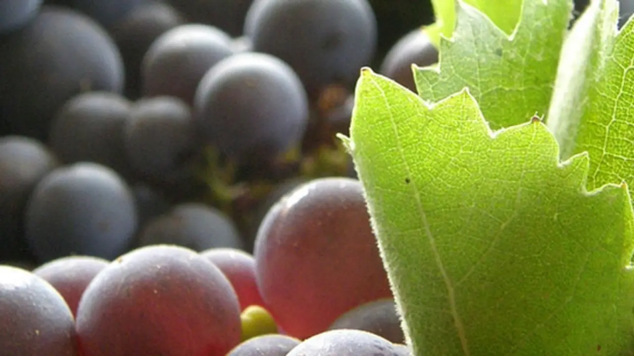 Vinos de Mond&eacute;jar
