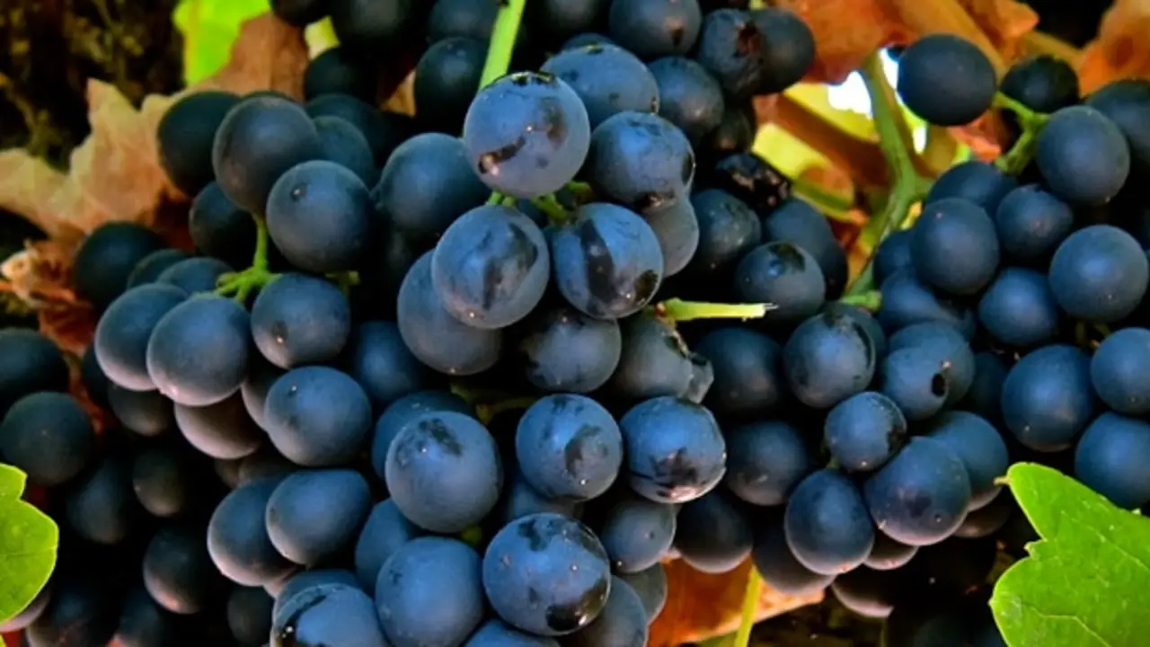 Vino Pago Florentino