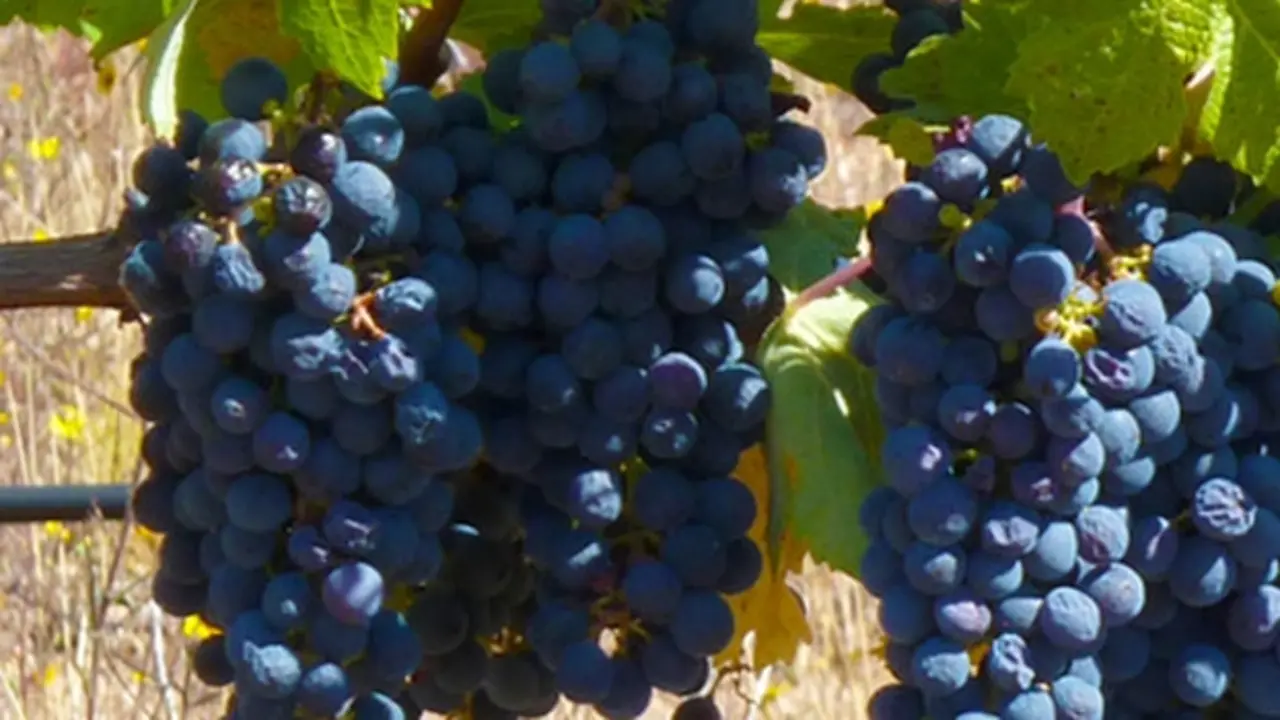 Vinos Ribera del J&uacute;car