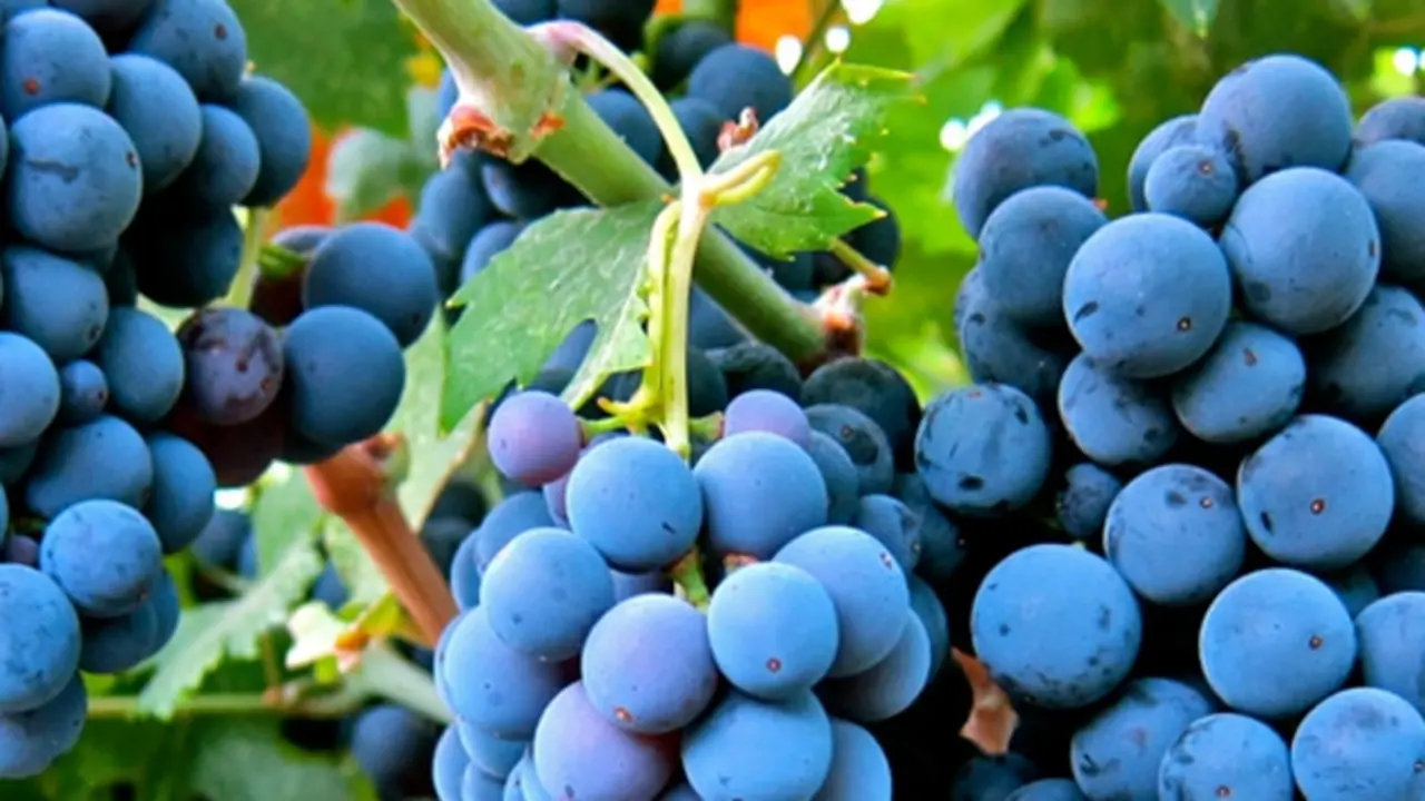 Vino de Ucl&eacute;s