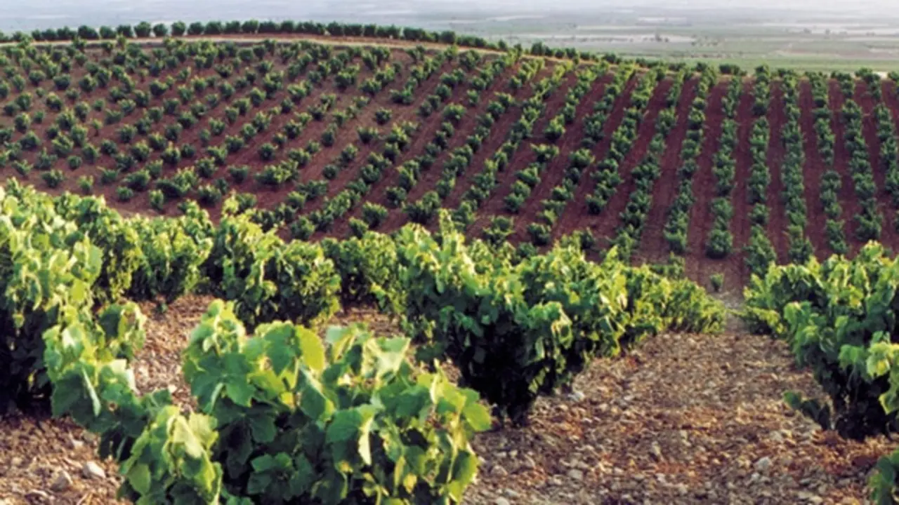 vino Cari&ntilde;ena