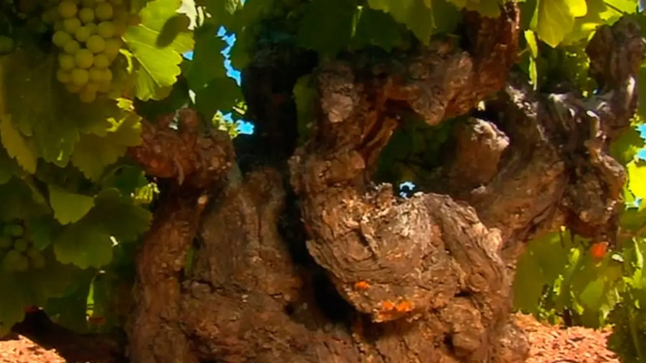 Vinos de Arlanza