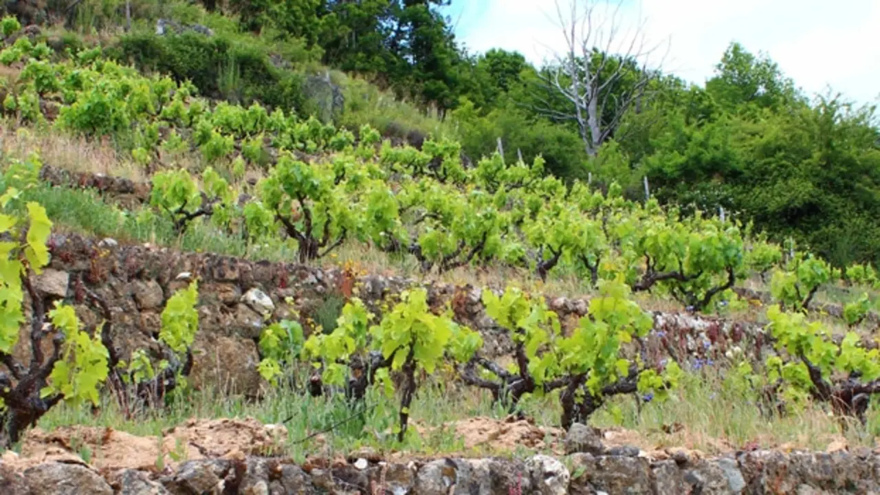 Vinos Sierra de Salamanca