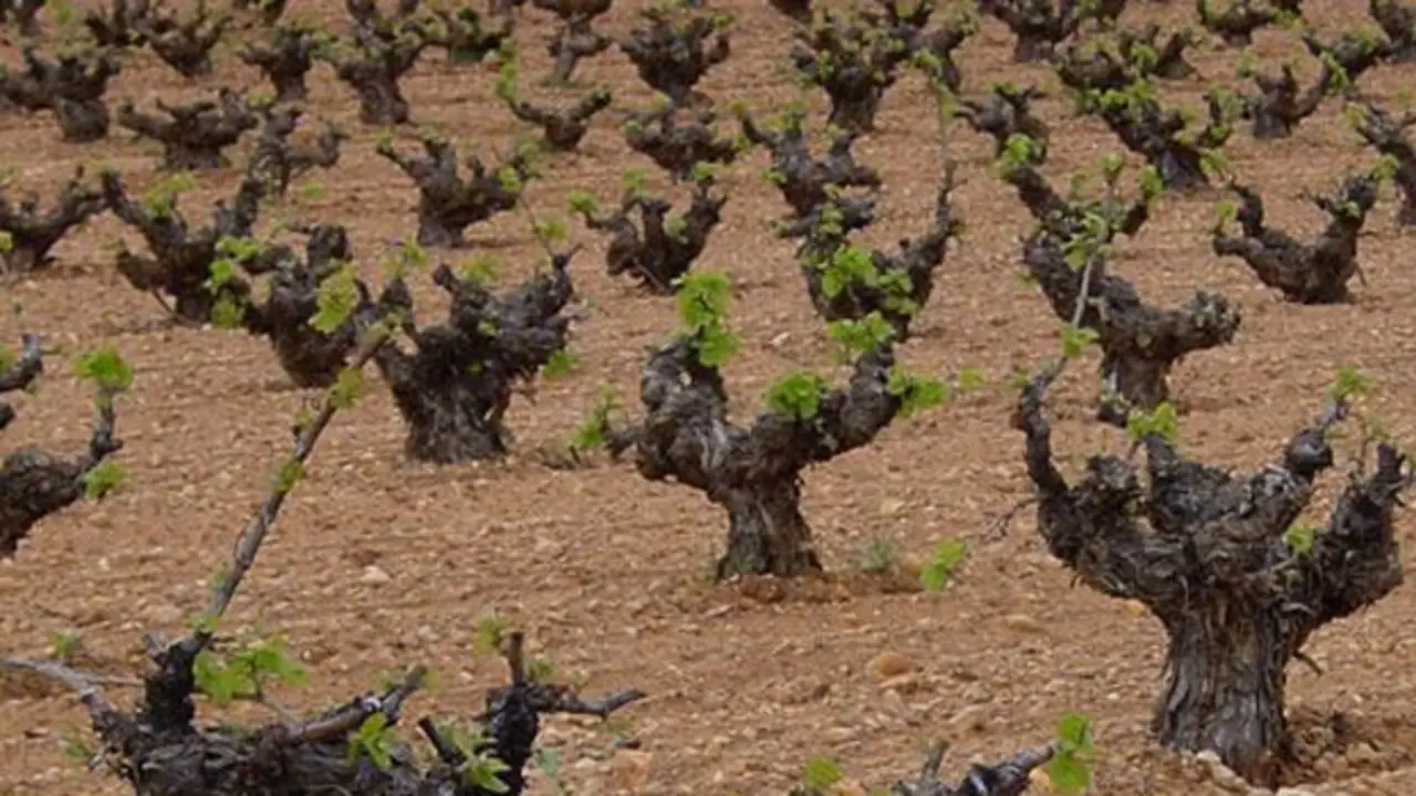 Vino Cigales