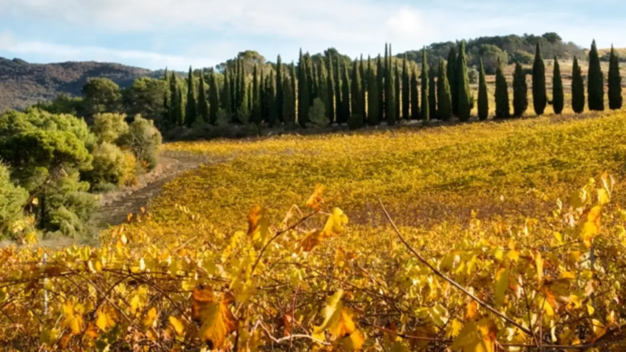 Vinos de Navarra