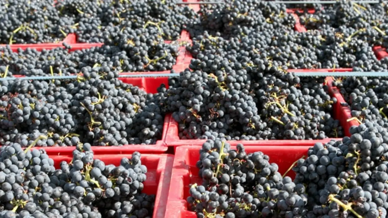 Vino Rioja en Navarra
