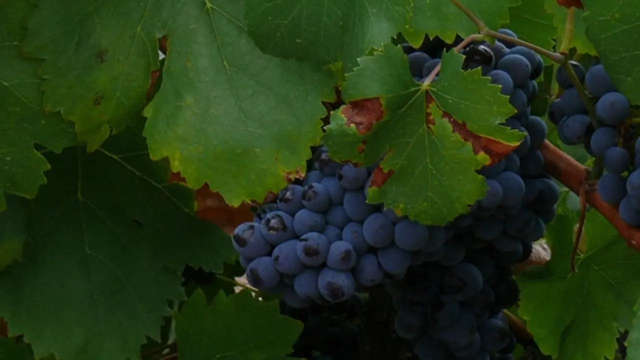 Vinos de Madrid