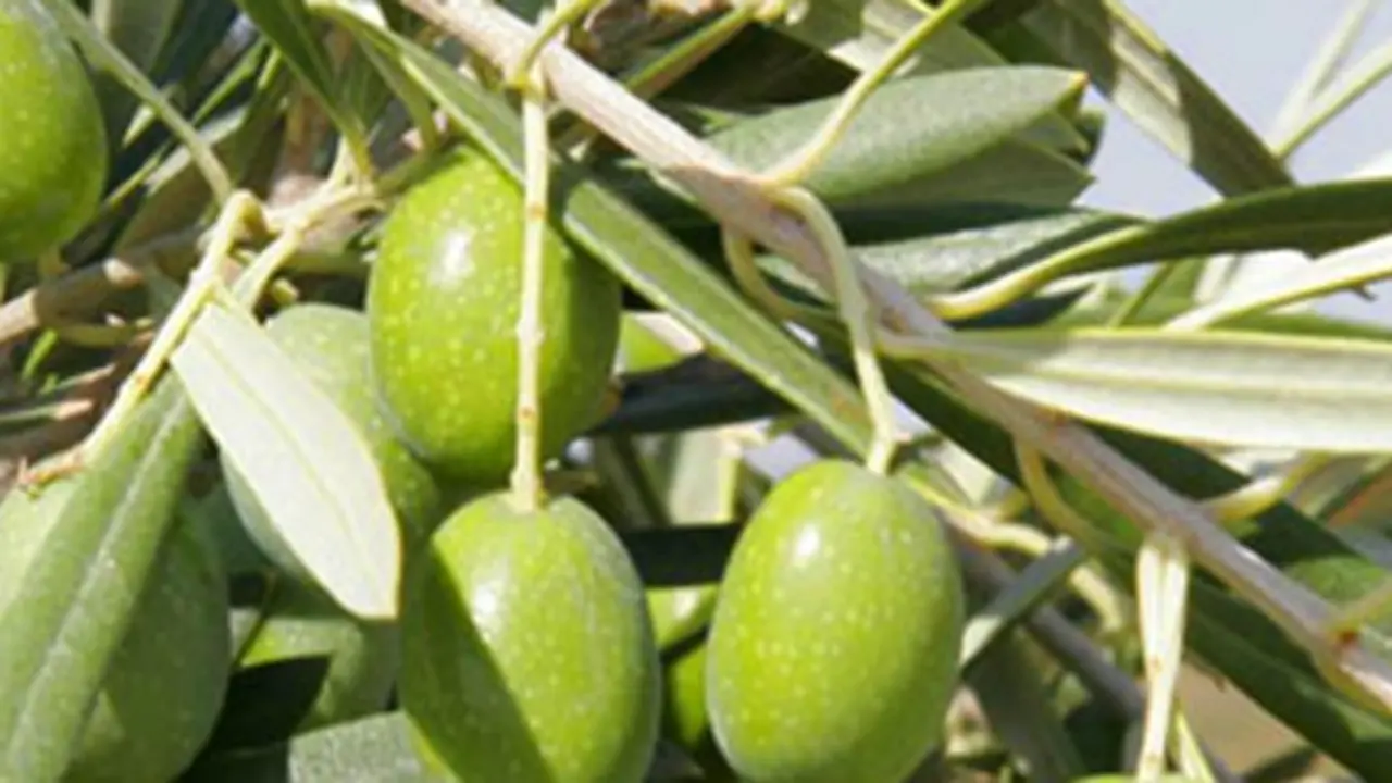 Aceite de la Alcarria