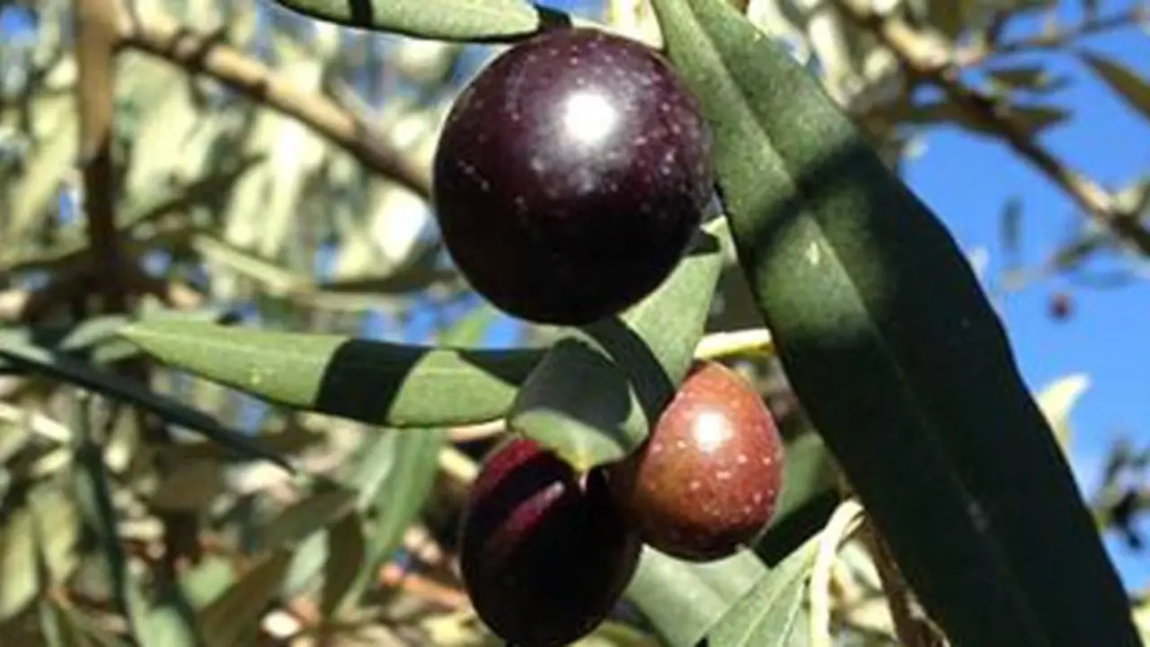 Aceite de La Rioja