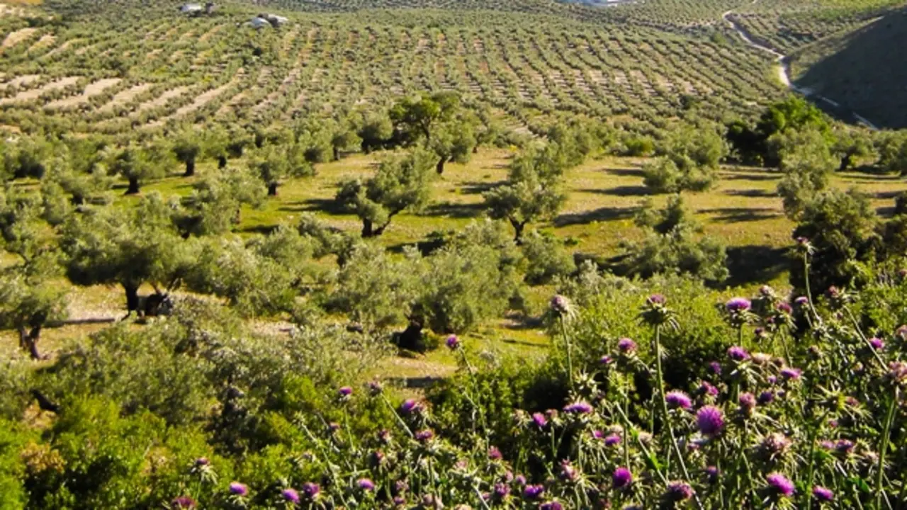 Aceite Sierra M&aacute;gina
