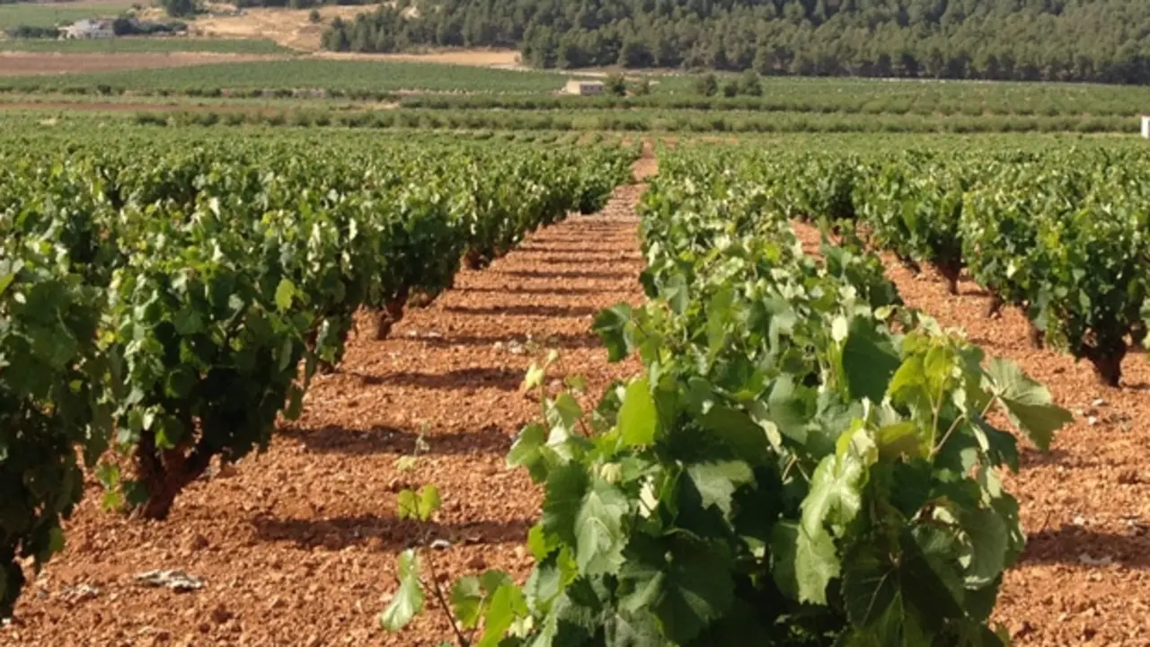 Vinos de Bullas