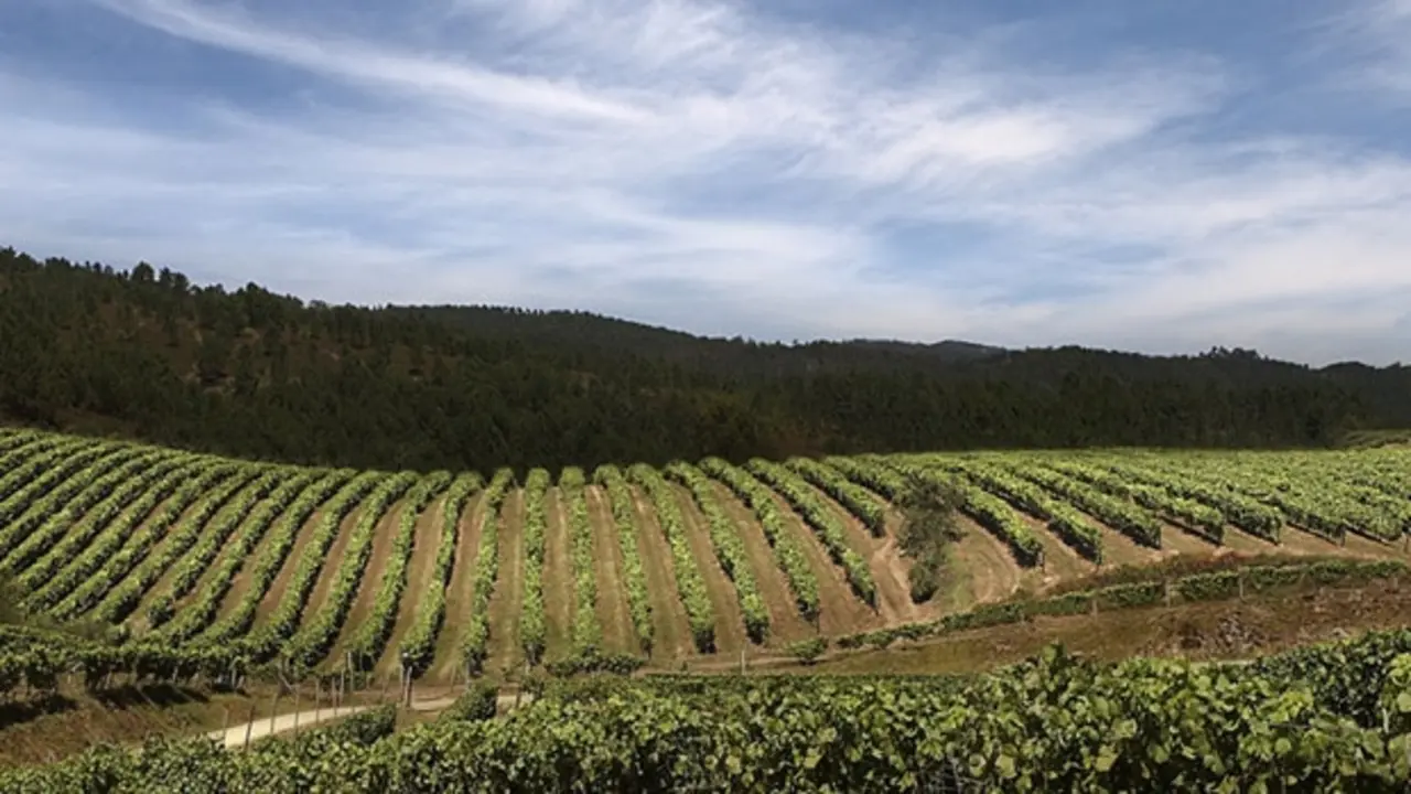 Vino Utiel-Requena