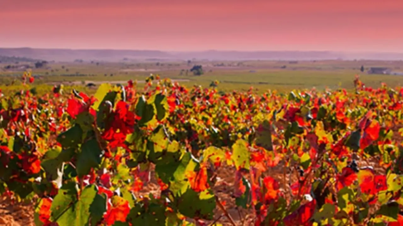 Vinos de Valencia
