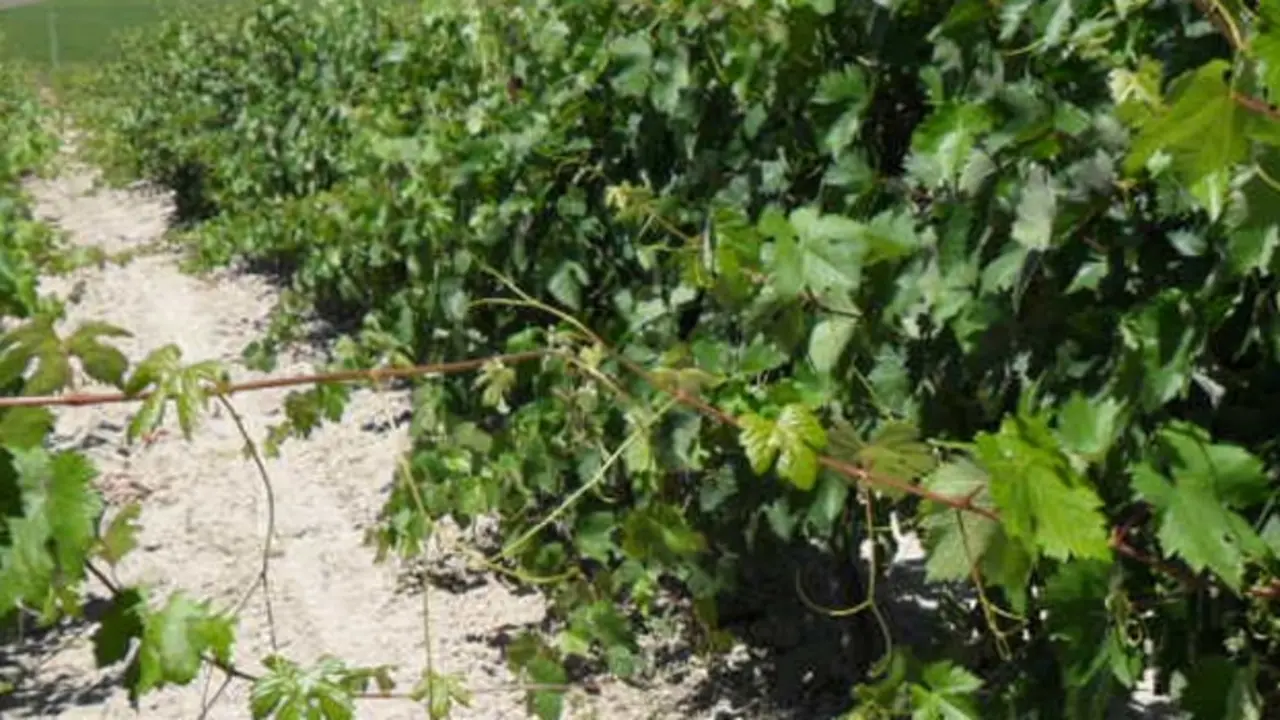 Vinos de Lebrija