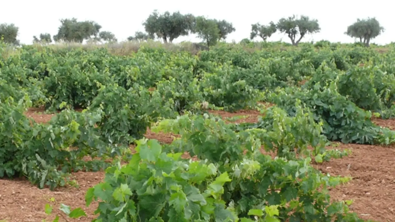 Vinos de Almansa