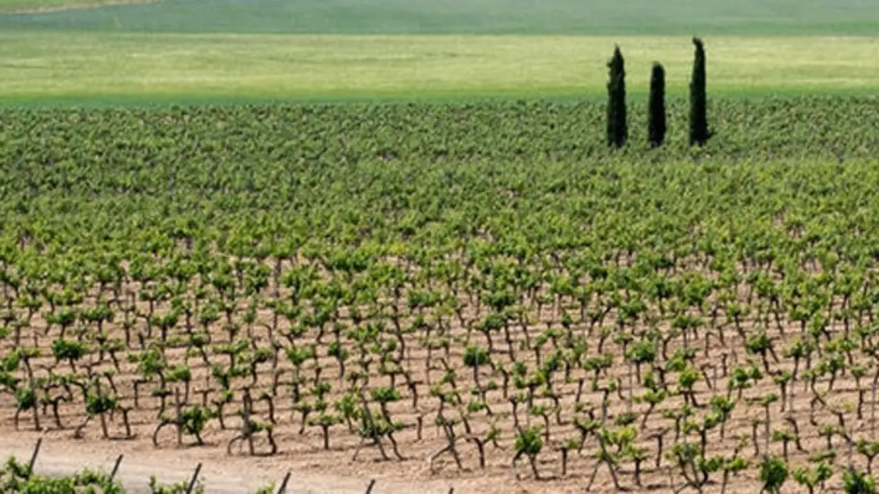 vinos Campo de la Guardia