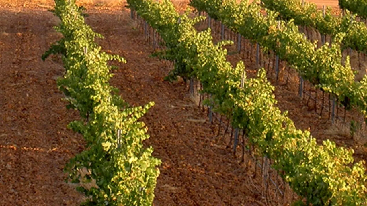 Vino de Guijoso
