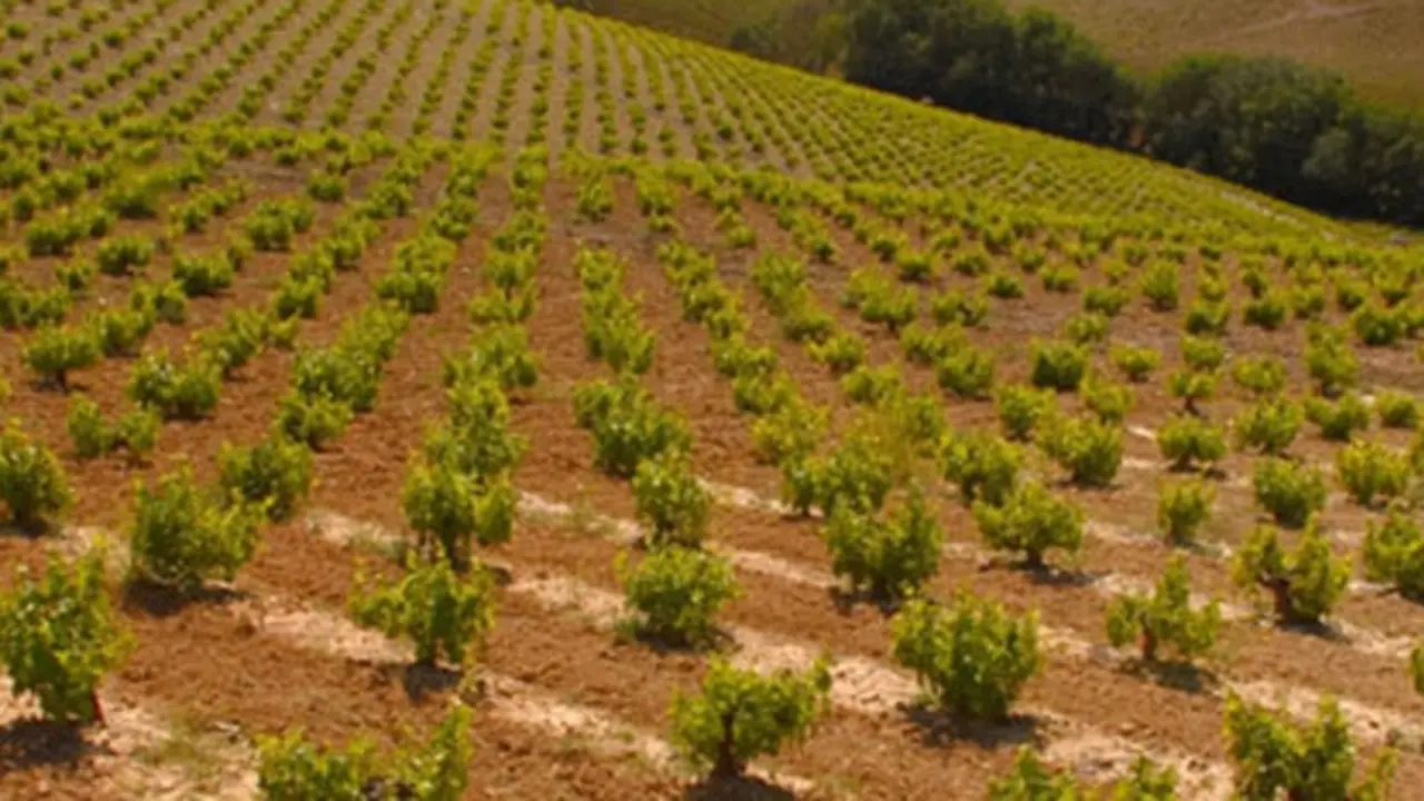 Vino Montilla-Moriles