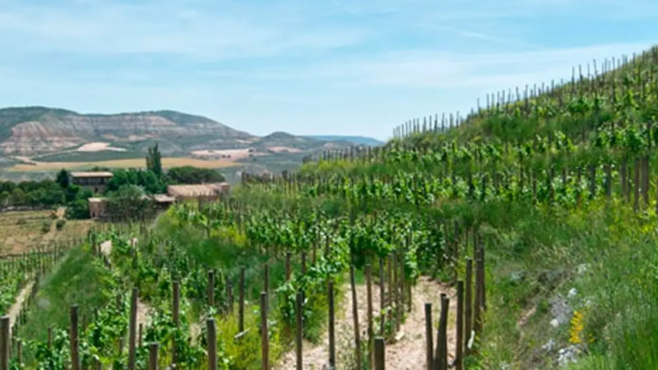 Vino Pago Calzadilla