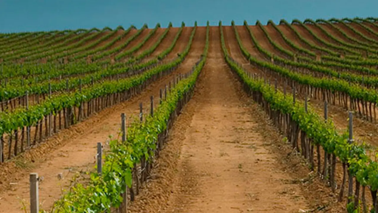 Vino Ribera del Duero