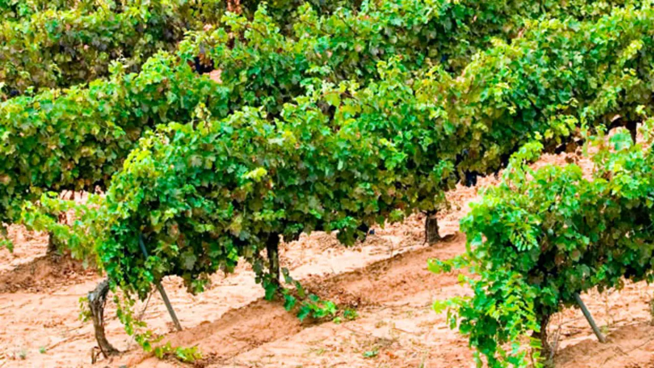 Vino Rueda