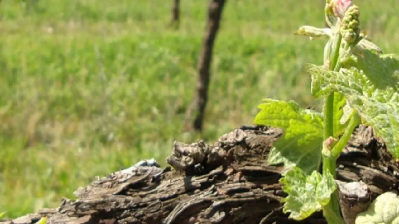 Vinos Costers del Segre