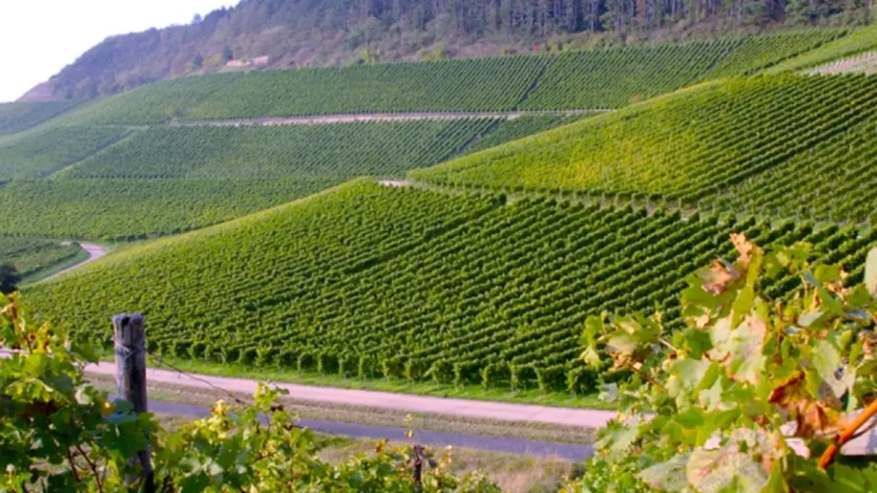 Vinos de Pened&egrave;s
