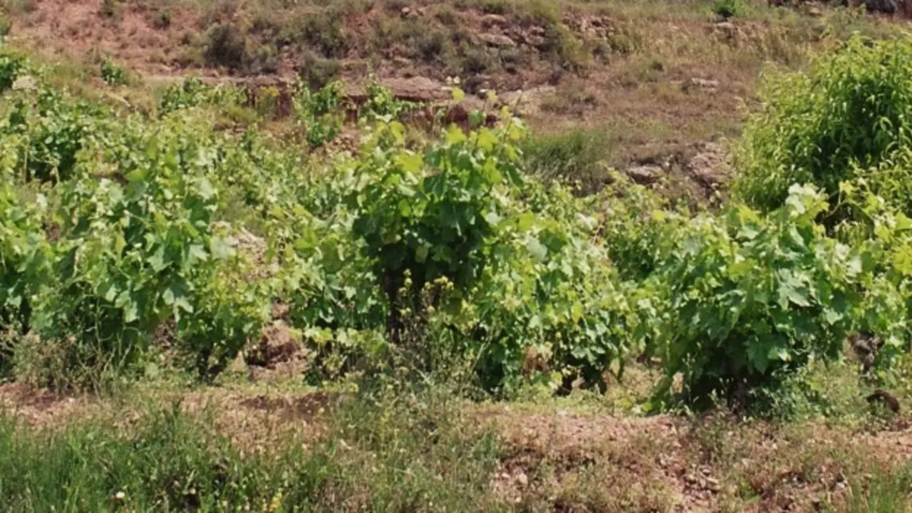 Vinos de Pla de Bages