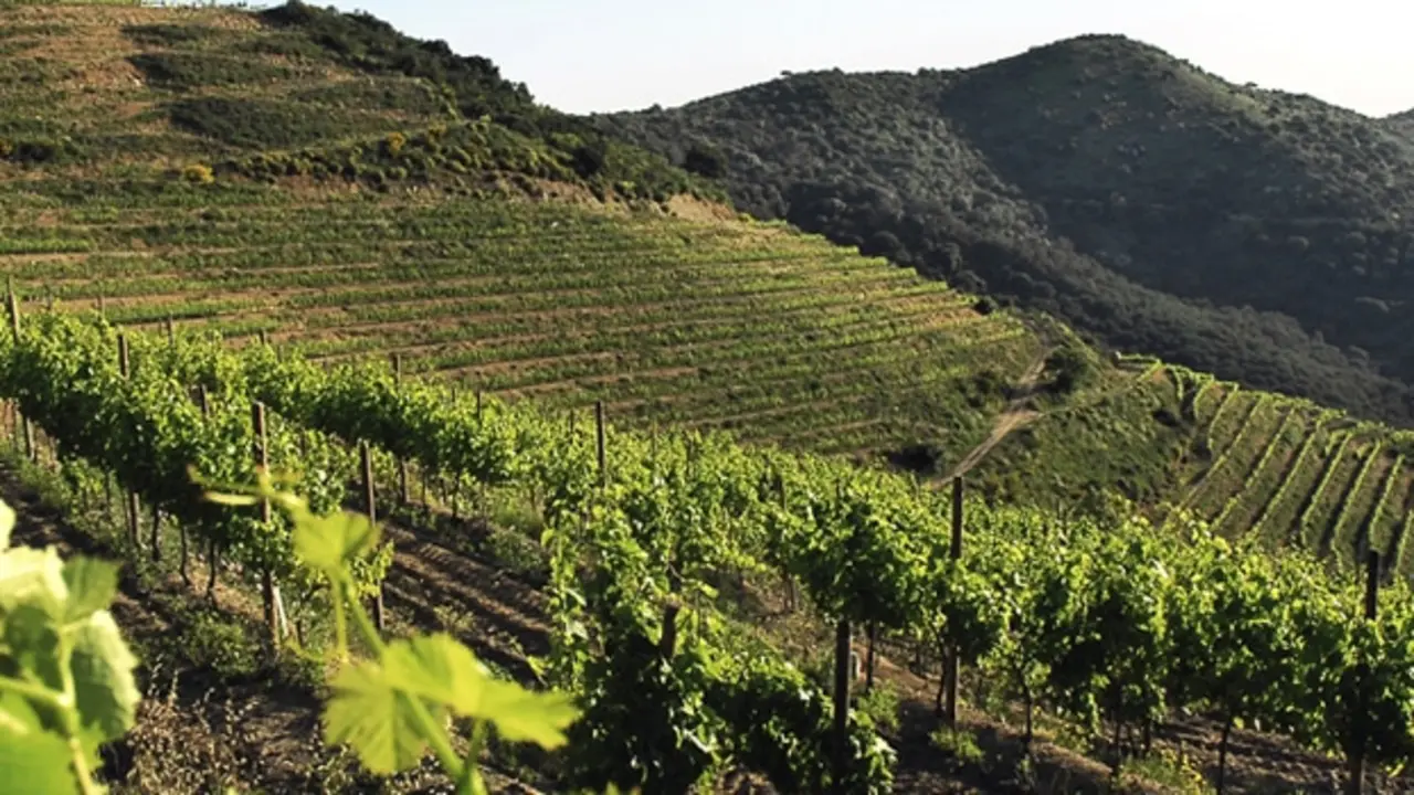 Vinos de Alella