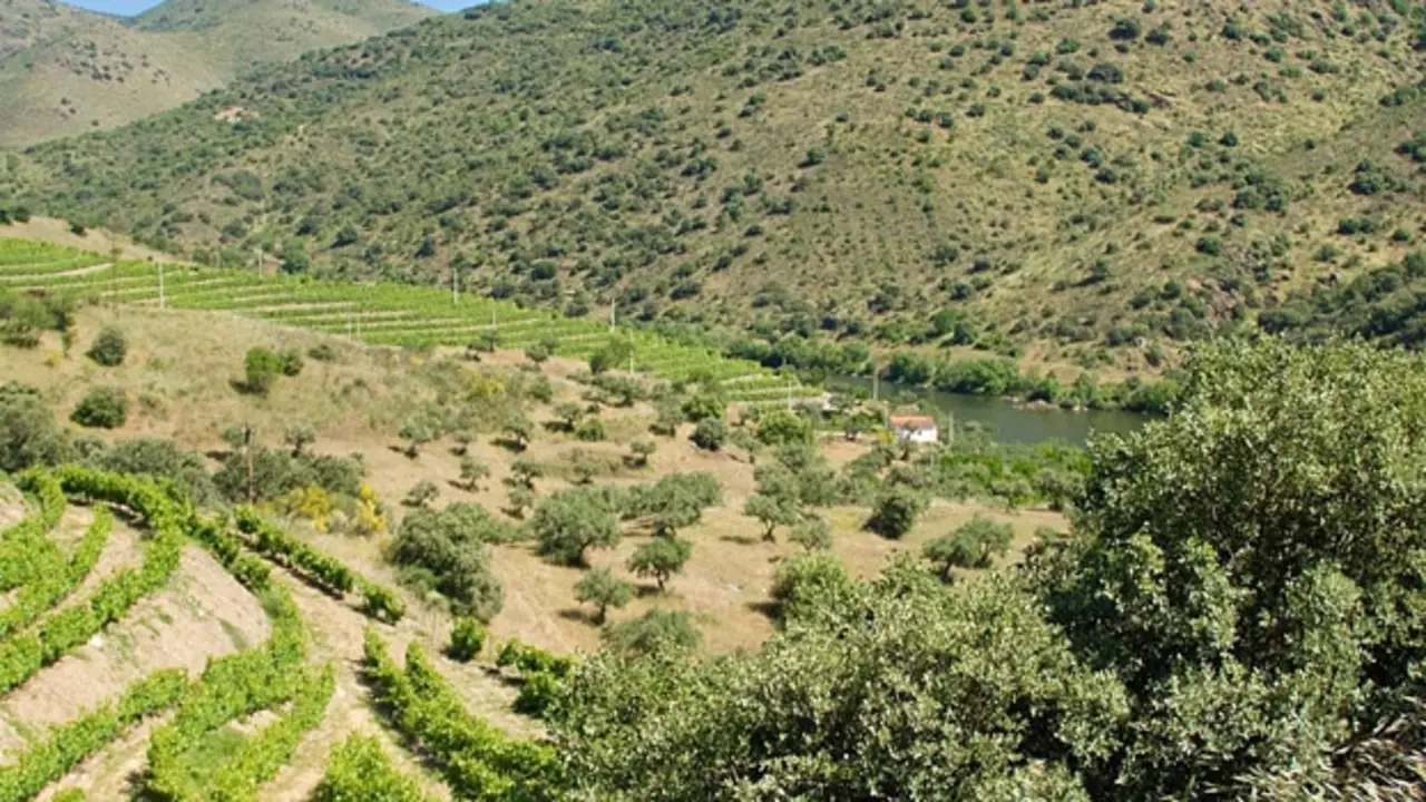 Vinos de Arribes