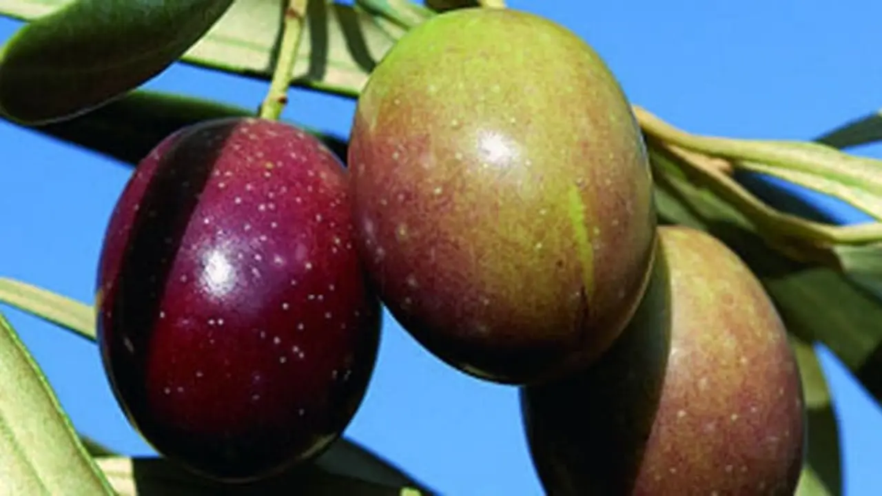 Aceite de Estepa