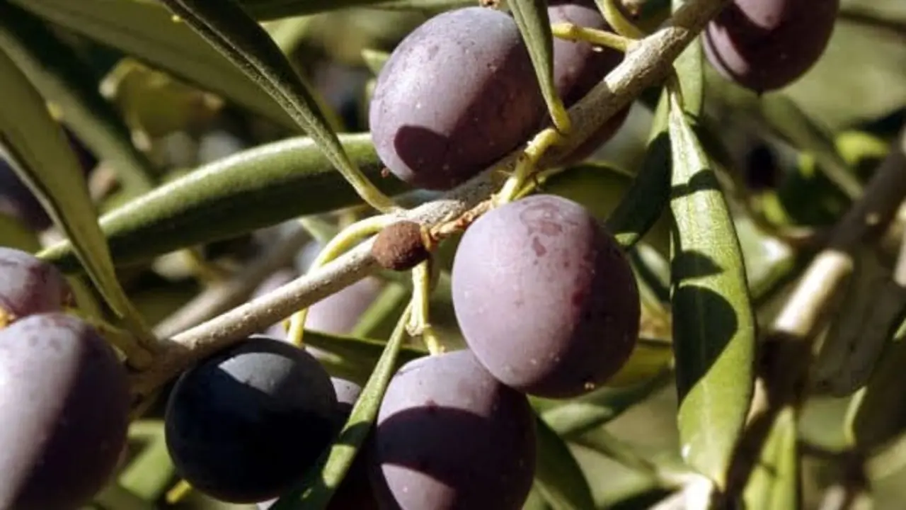 Aceite Montes de Granada