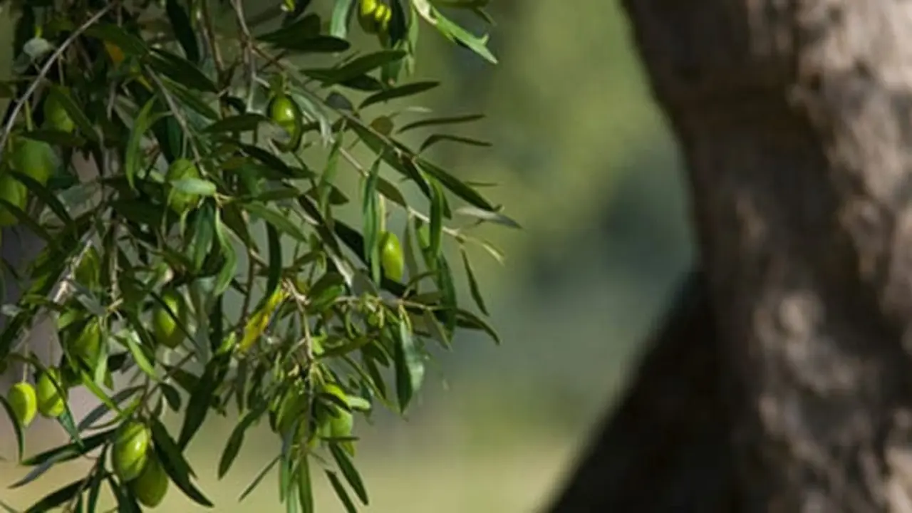Aceite Sierra de Cazorla