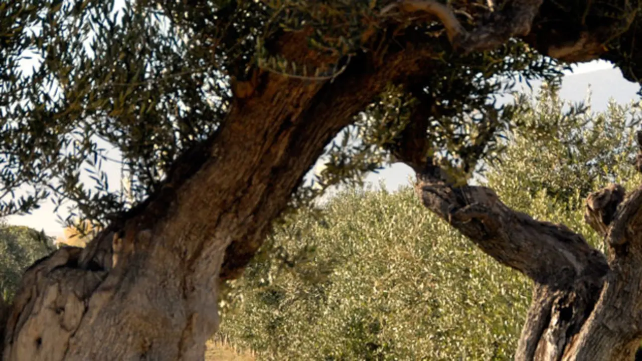 Aceite del Bajo Arag&oacute;n
