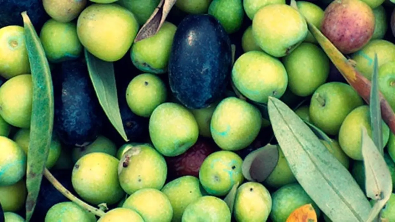 Aceite de Mallorca