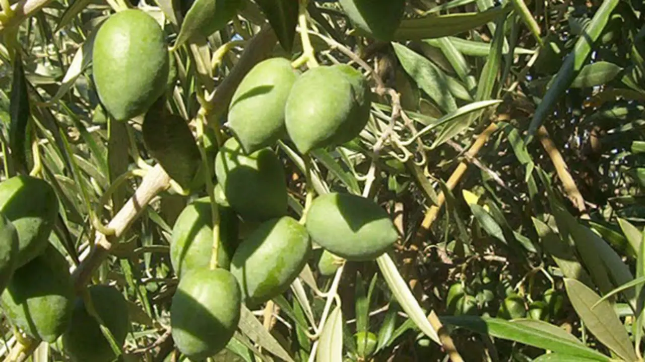 Aceite Campo de Calatrava