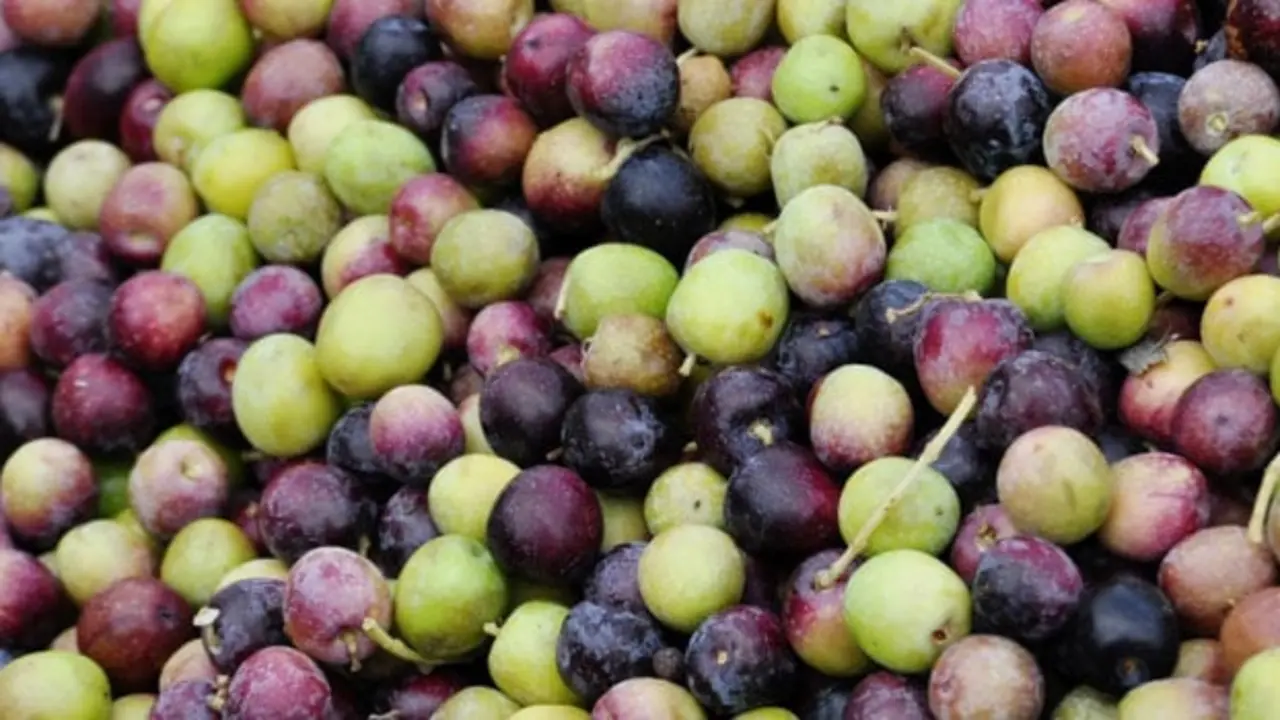 Aceite de Terra Alta