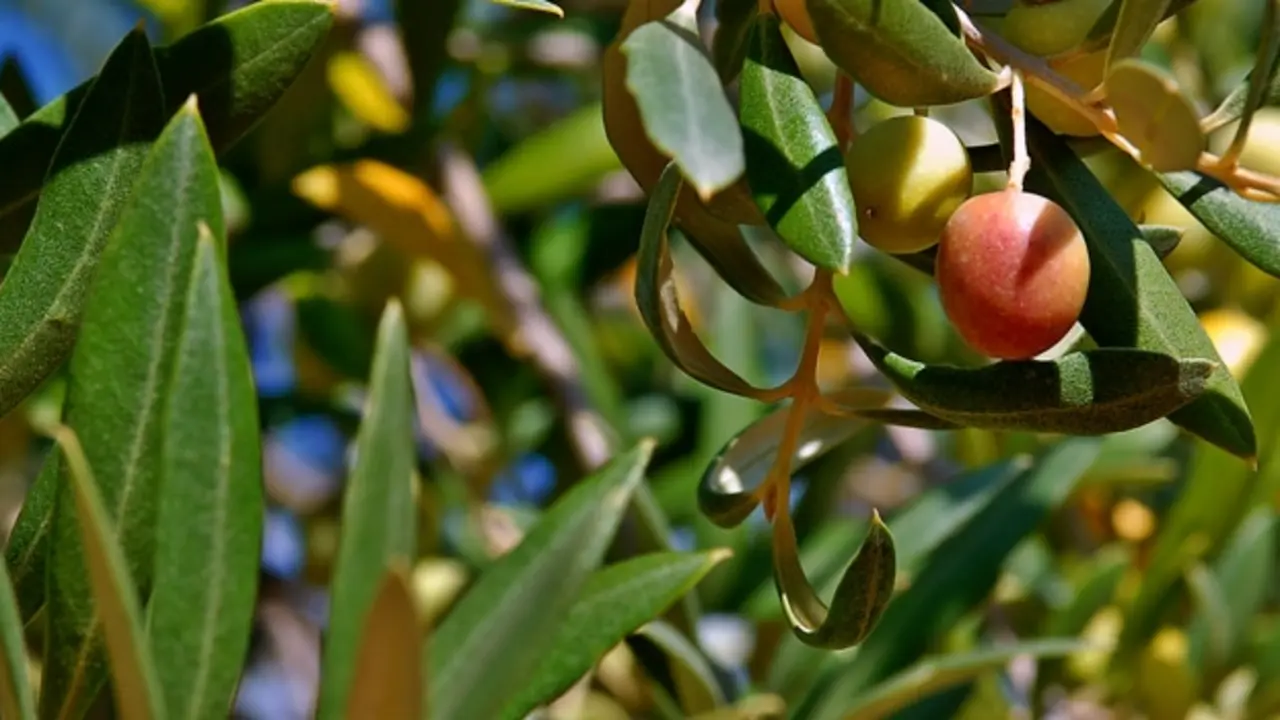 Aceite Les Garrigues