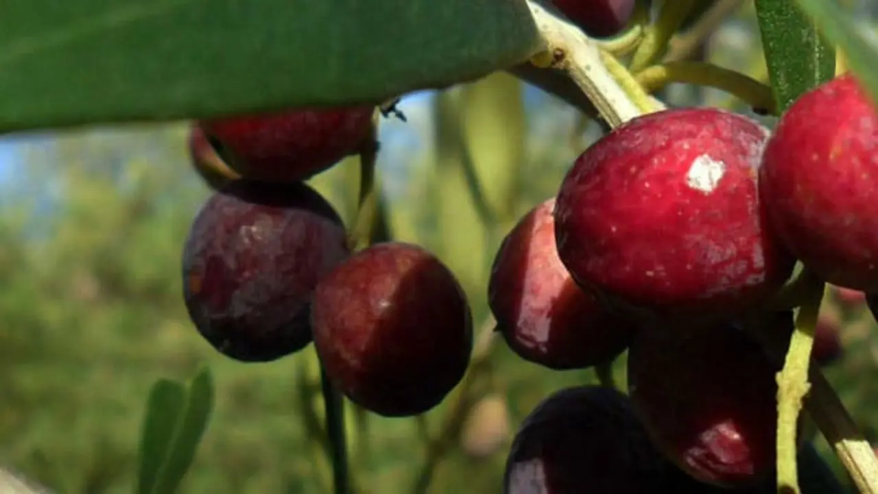 Aceite Siurana