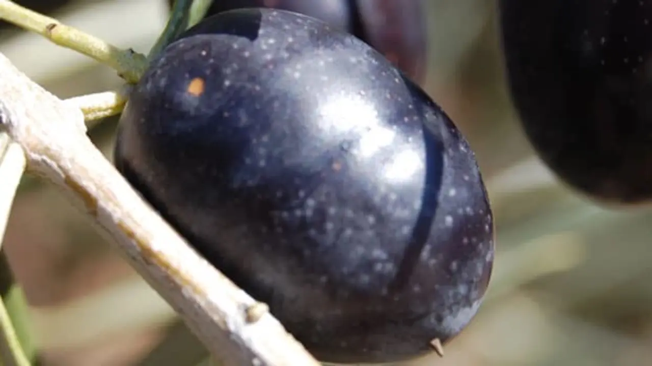 Aceite Monterrubio