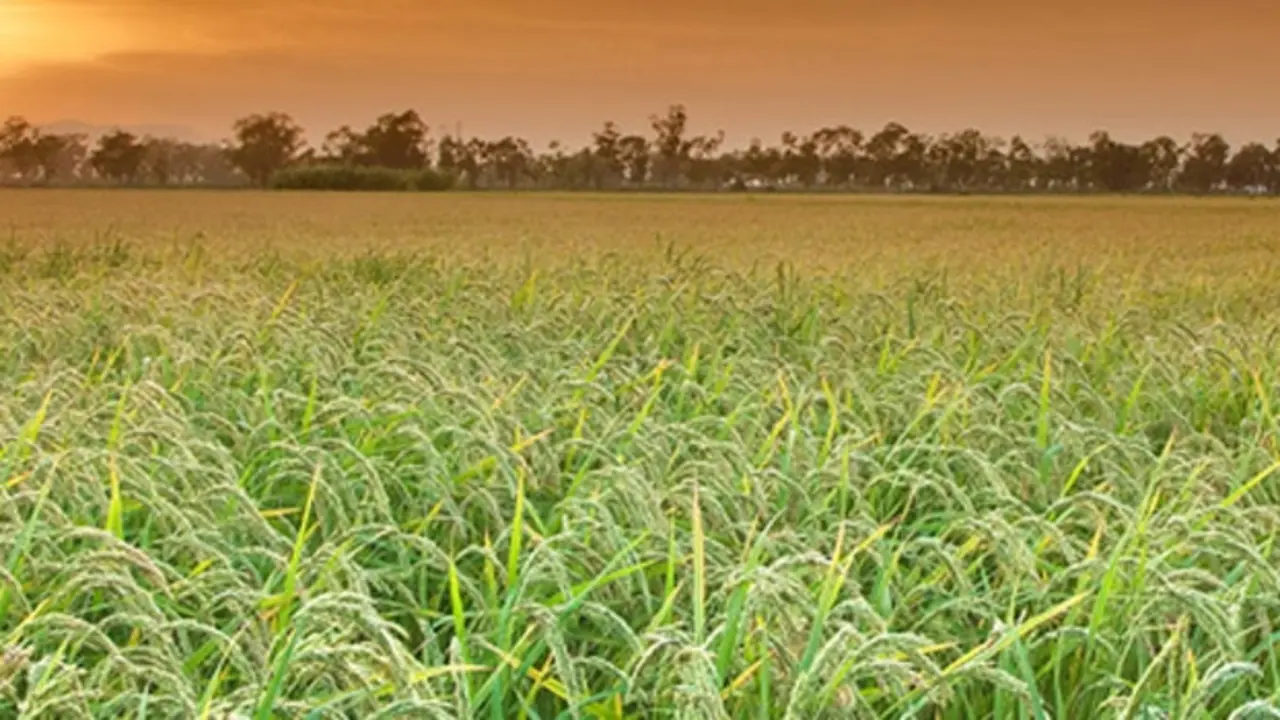 Arroz del Delta del Ebro