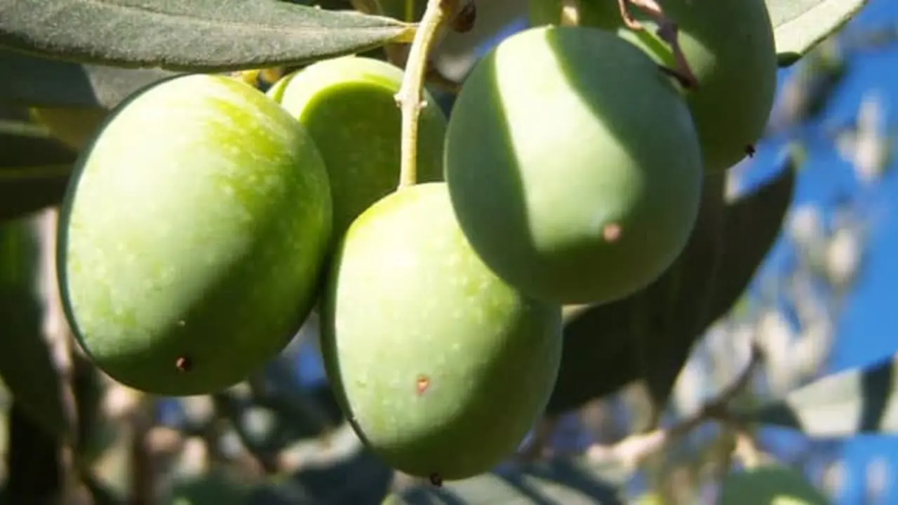 Aceite Gata - Hurdes