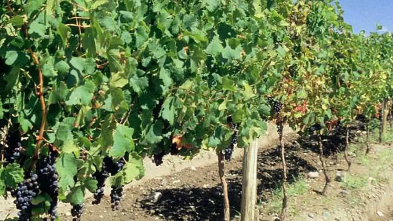 Vinos de Calatayud