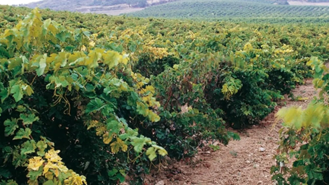 Vino Prado de Irache