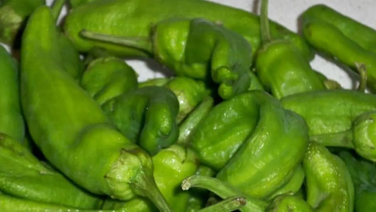 Pimiento de Gernika