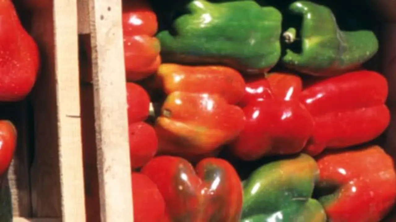 Pimiento Fresno-Benavente